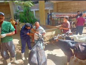 علاج الماشية