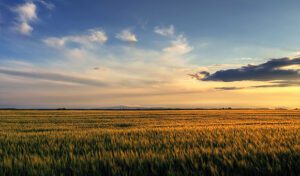 مشروعات الزراعة