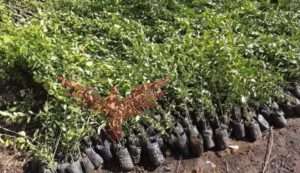 مبادرة 100مليون شجرة