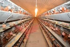 مزارع محافظة قنا