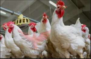 إنخفاض أسعار الدواجن 