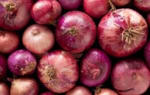 البصل المصري من اجود انواع في العالم 
