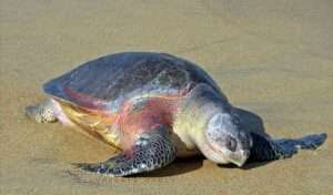 سلحفاه البحر الزيتونه 