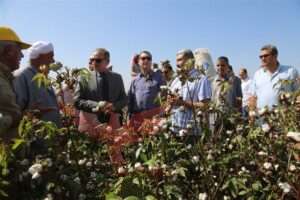 بداية موسم القطن